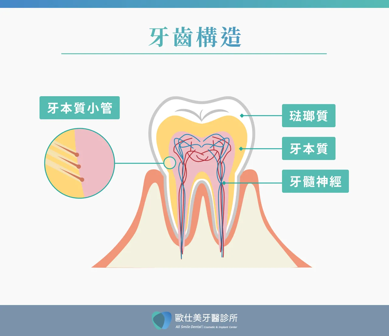 牙齒構造